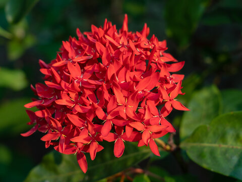 Closeup view of colorful red cluster of ixora flowers blooming outdoors in bright sunlight on natural background	
