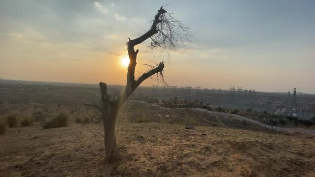 Lonely dead tree against a blue sky in the middle of a dry landscape at sunset
