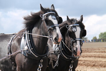A Pair of Powerful Shire Horses with a Leather Harness.