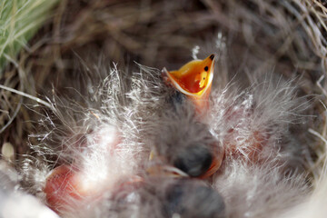 Baby birds opening beaks in the nest.