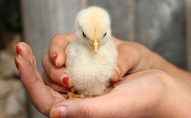 A little chick in your hand