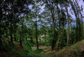 Wide angle shot of a forest at sunset