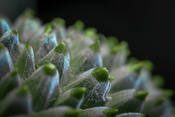 Closeup shot of a green plant with blurred background for overlays and backgrounds