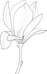 Magnolia linear sketch, minimalistic floral clipart, botanical illustration