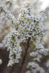 White flowers on the branches of a spring bush close up
