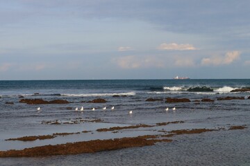 Seagulls resting in the shallow water illuminated by morning sunrays