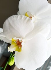 Naklejka na ściany i meble Orchid with white petals on the window