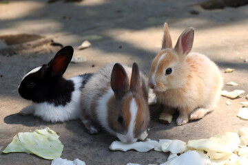Three Adorable Baby Bunnies: Eating, Resting, and Sitting Pretty