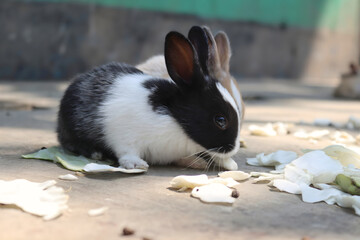 Black and White Bunny Munching on Veggies: A Healthy Appetite