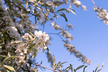 Close up of flowering pear tree branches with green leaves. Springtime blossom garden. Selective focus.