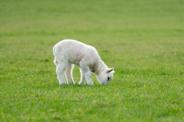 Obraz premium Adorable lamb is peacefully grazing in a lush green meadow