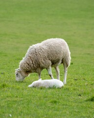 there is a mother sheep and her baby in the pasture