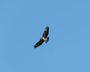 Common buzzard flying in the blue sky over fields Gloucestershire, England ,UK
