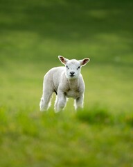 Fototapeta premium Adorable baby lamb standing in a green field looking into the camera