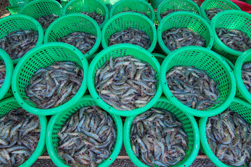 THAILAND PRACHUAP SAM ROI YOT PRAWNS FARM