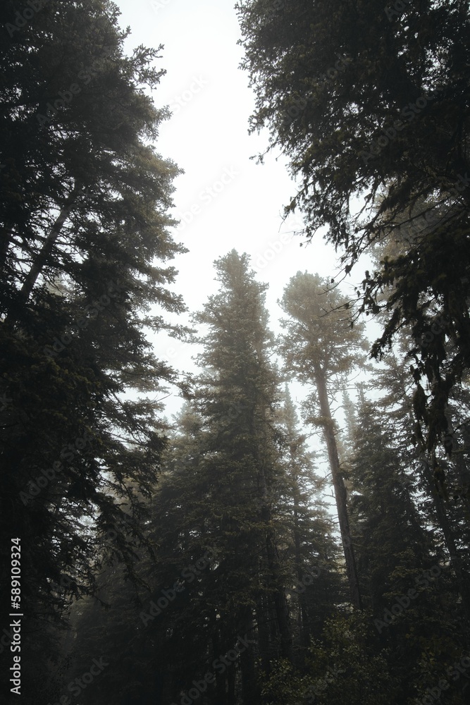 Sticker Vertical shot of a forest covered in fog in Sandia Mountain New Mexico