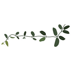 Tropical liana, climbing exotic plant, clip art. Hoya flower