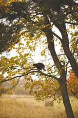 Vertical shot of a cat on a tree branch with a blurred background