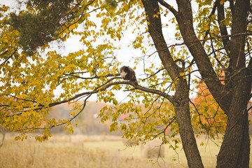 Cat stuck on a tree in the garden.