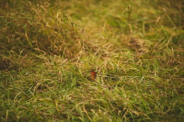 Closeup of a Monarch butterfly on the grass in a park in Ontario, Canada