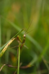 Beautiful closeup of a mantis in the grass