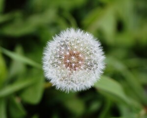 Selective shot of a dandelion (Taraxacum) on a blurry background in Ontario, Canada.