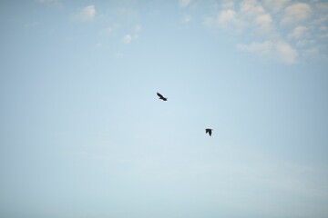 Low angle closeup shot of two Crows flying on a sunny day
