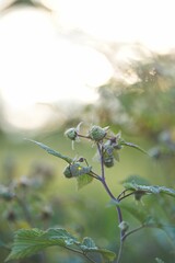 Vertical closeup shot of unripe raspberries on a tree branch surrounded by green leaves