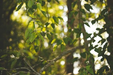 Closeup of tree branches with green leaves