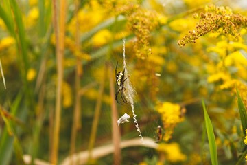 Closeup view of an Argiope aurantia spider on a web against a yellow flower background