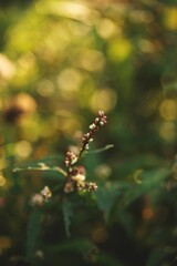 a small flower with many leaves and flowers growing out of it