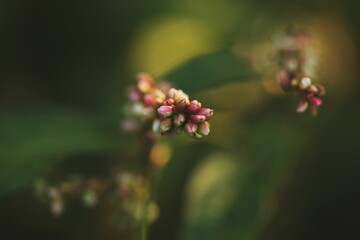 a few small flowers grow in the sunlight on the plant