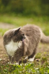 Vertical shot of a domestic cat in Ontario, Canada