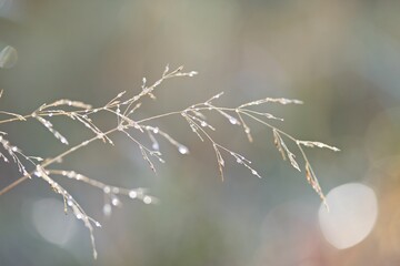 Shallow focus of a wavy hair-grass with dew on it