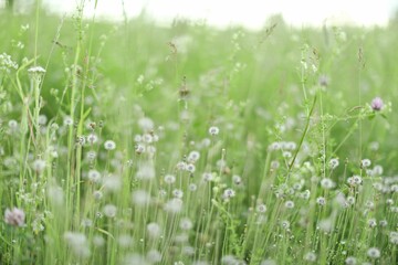 Closeup shot of the white dandelions in the field