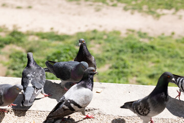 pigeons on the street
