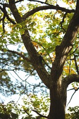 Beautiful shot of an autumn tree on a sunny day