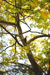 Beautiful shot of an autumn tree on a sunny day