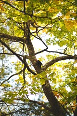 Beautiful shot of an autumn tree on a sunny day