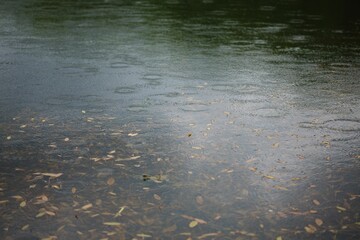 High angle shot of autumn leaves floating on a lake