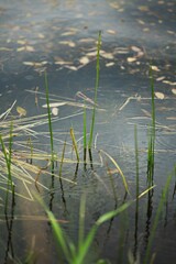 Vertical shot of reeds and autumn leaves floating on a lake