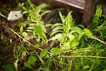Closeup of a green plant on the soil outdoors, wooden frames around