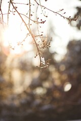 Selective focus of plum branch with closed buds in the morning, sunlight blurred background