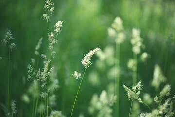 Selective focus of white Herbaceous plants against a green blurred background