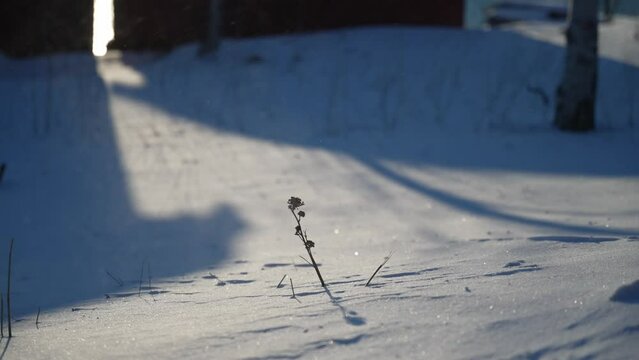 Close up plants in the Lapland forests during harsh polar winter. Icy flower.