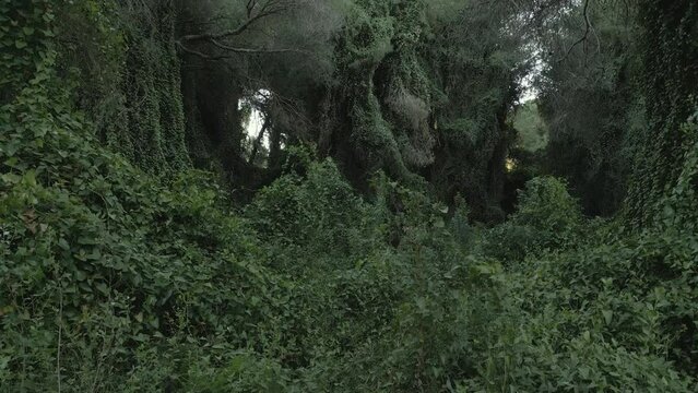 Vista DRONE del bosque de la Dehesa del Saler, Valencia, Espa&ntilde;a, 2 de abril de 2023.