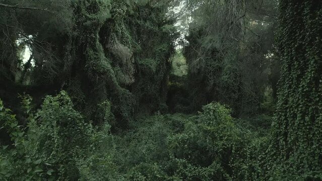 Vista DRONE del bosque de la Dehesa del Saler, Valencia, Espa&ntilde;a, 2 de abril de 2023.