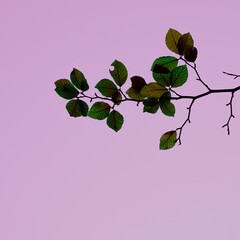 green and brown tree leaves in autumn season, pink background