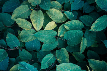 green japanese knotweed plant leaves in springtime, green background