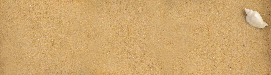 Bright Background with Sea Shell